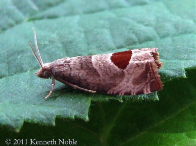 Notocelia uddmanniana (bramble-shoot moth) Kenneth Noble